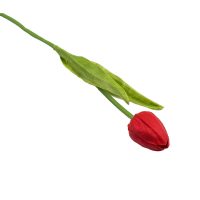 tulipan-czerwony