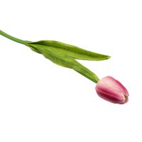tulipan-rozowy
