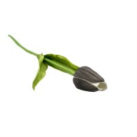 tulipan-szary